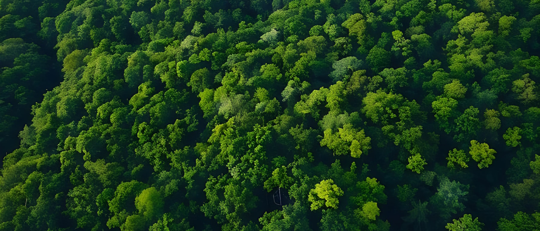 Aerial view of a lush green forest canopy